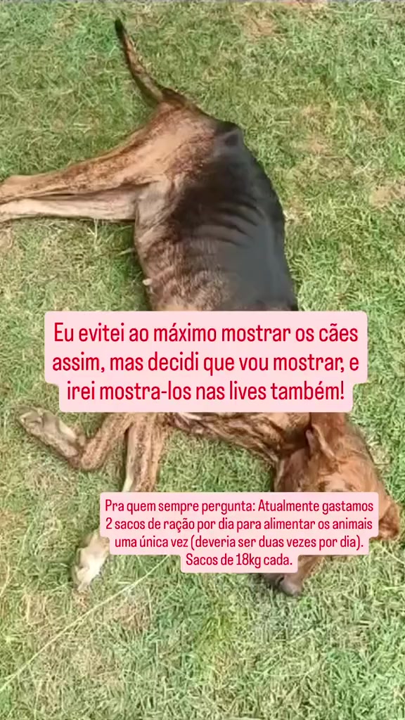 @Proteção Patas