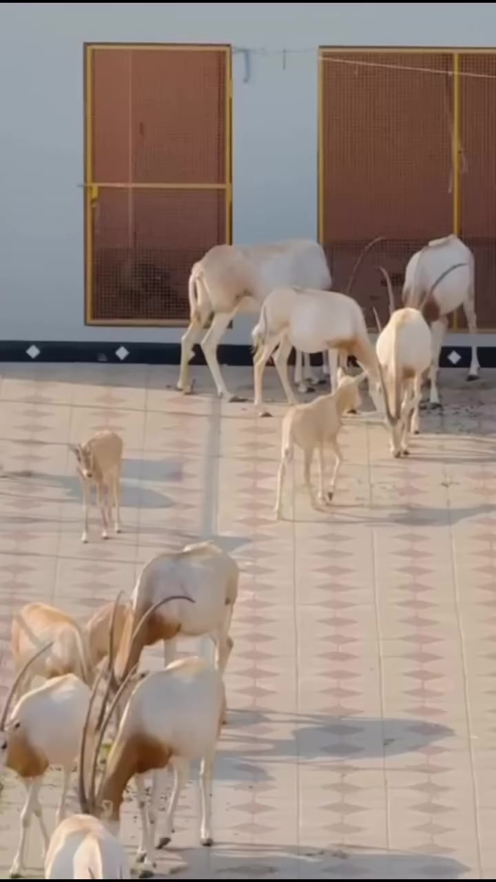 @Wildlife 🦌