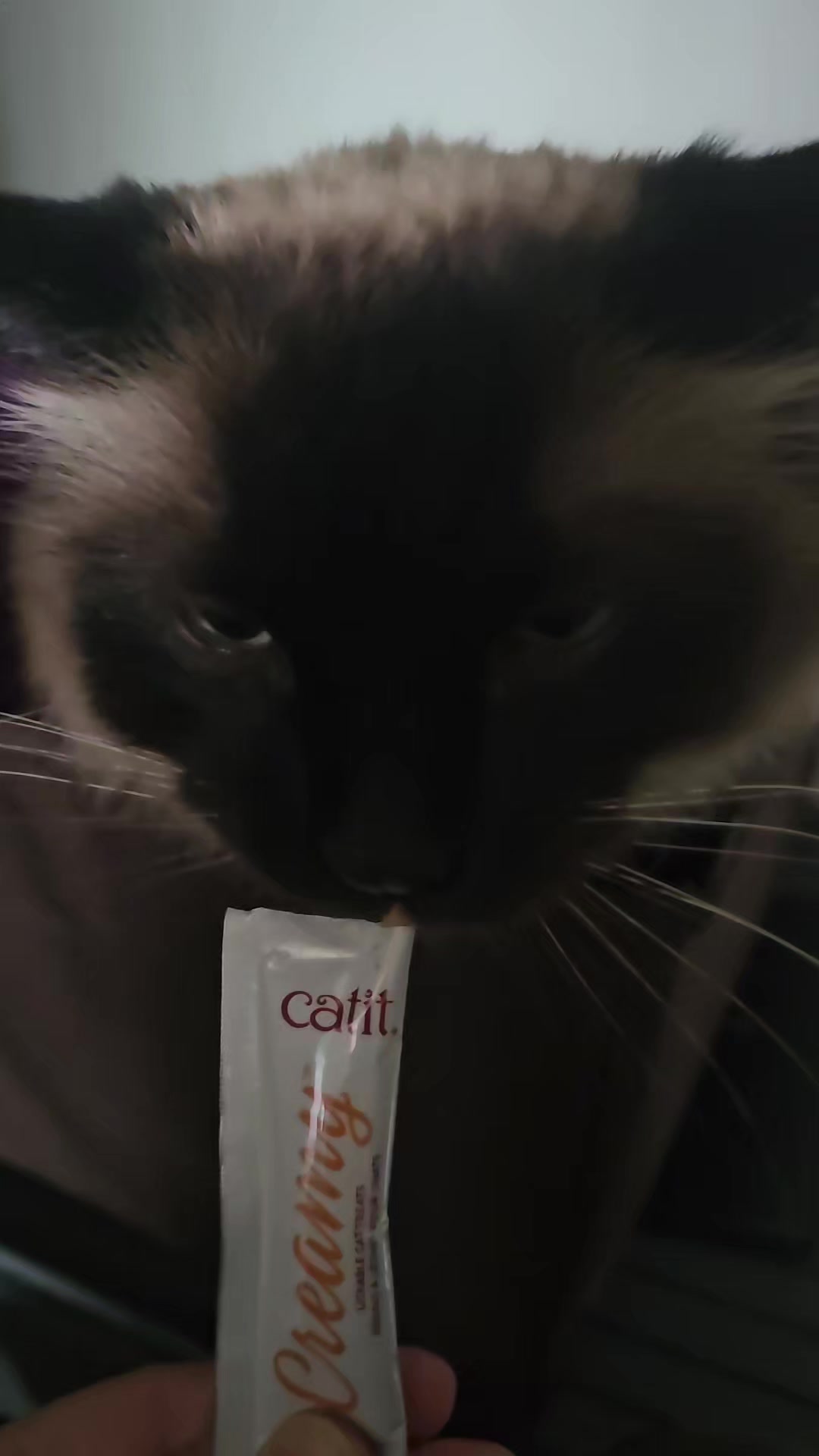 @PicklesTheCat2