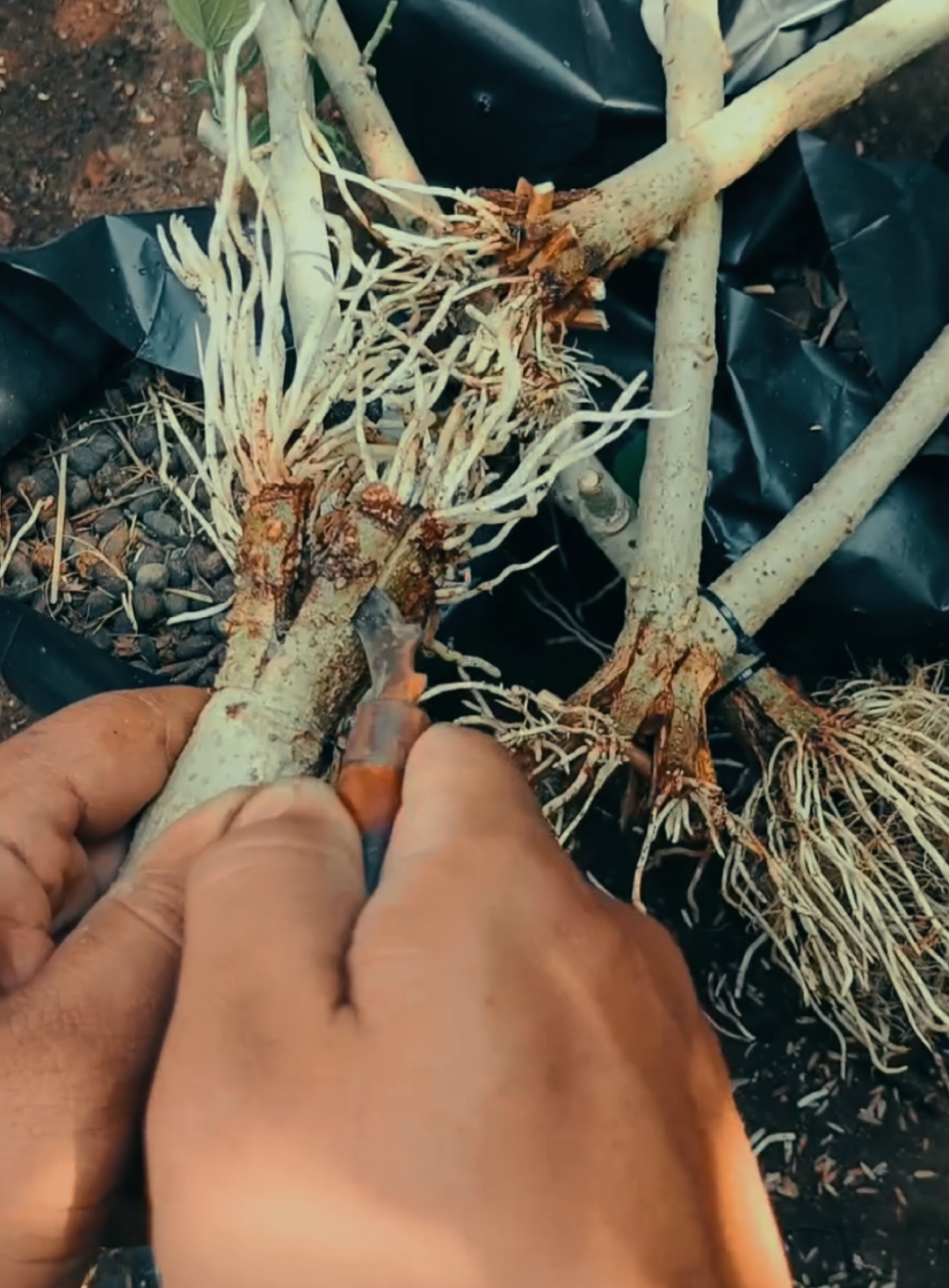 @RA'BONSAI