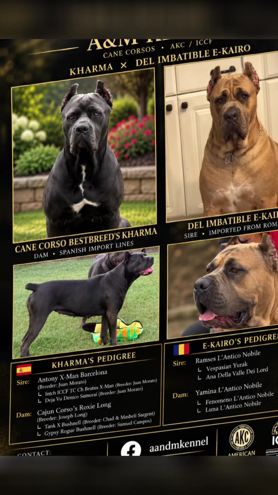 @AandMCaneCorsos
