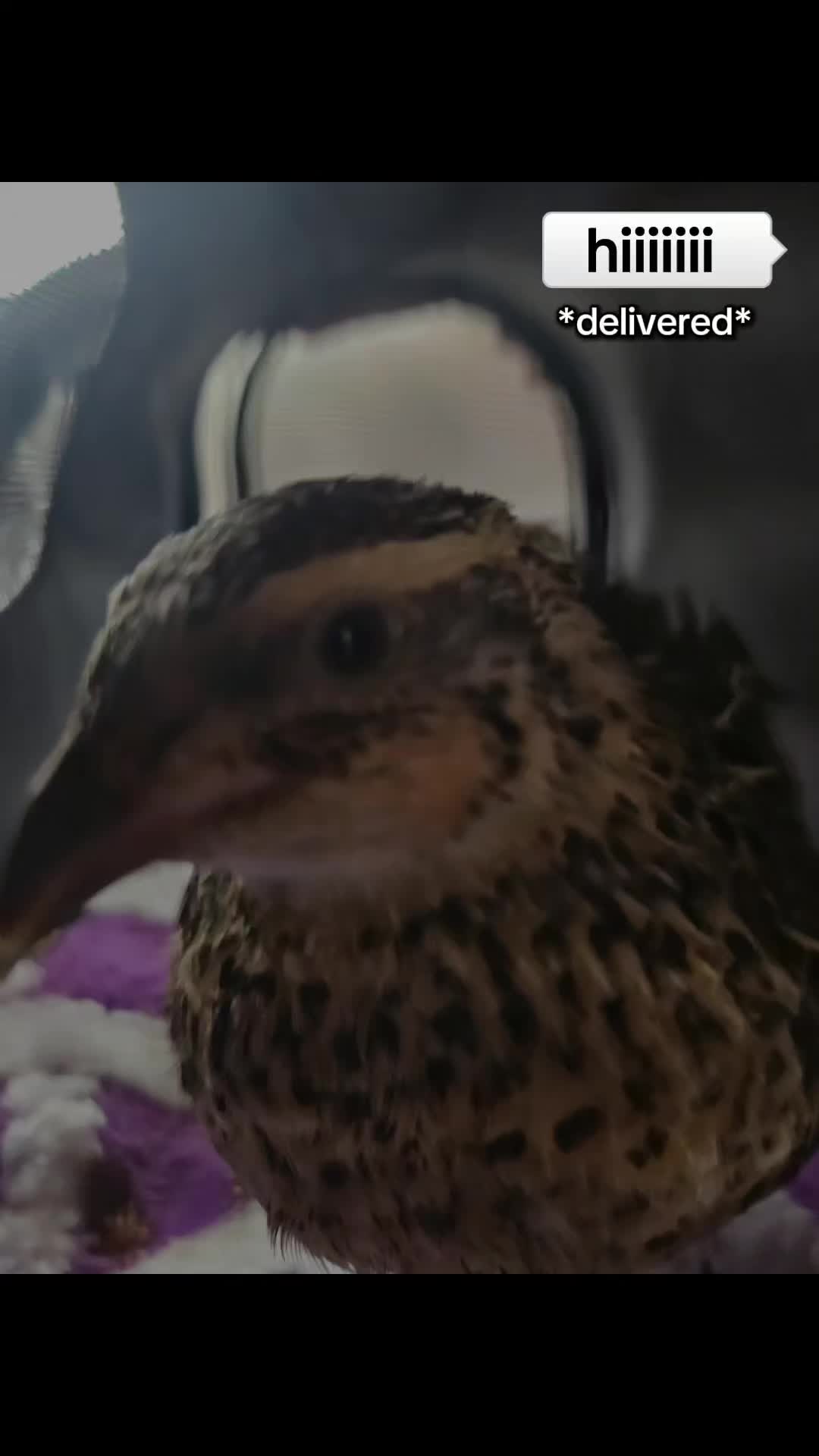 @birdlover123:)