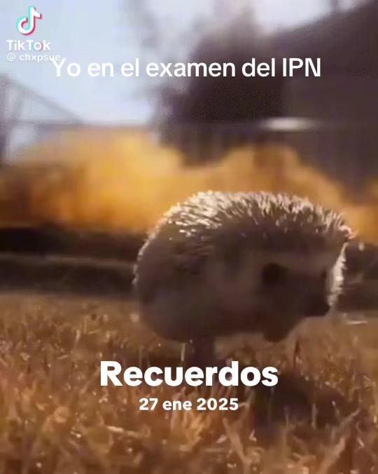 @ferdsdany
