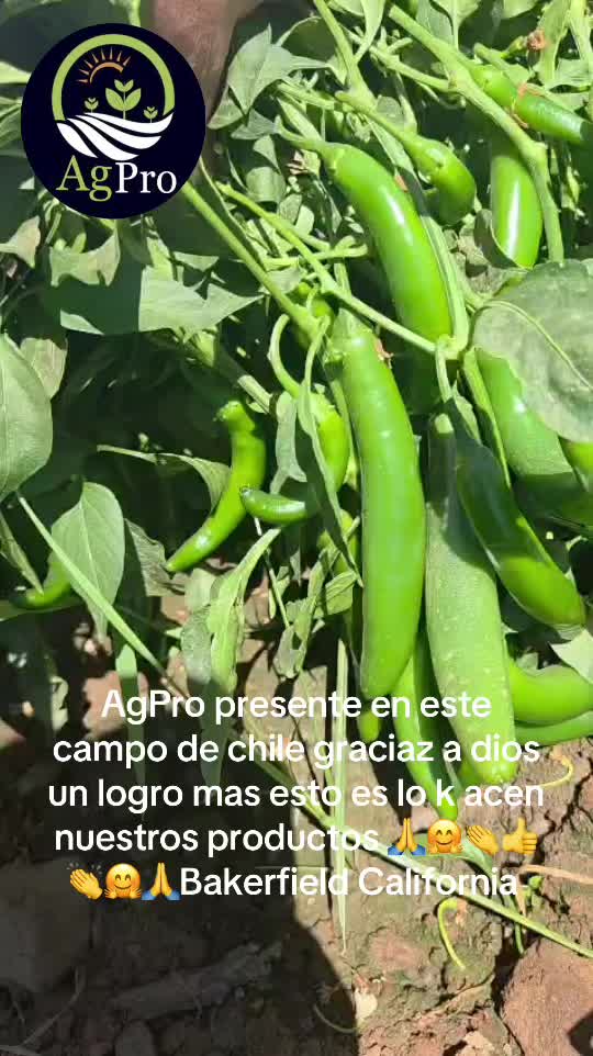 @Piedad Ayala