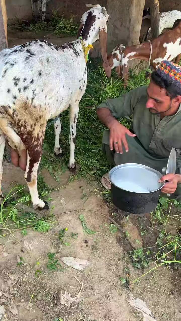 @احسن •اموخیل طورو🚩