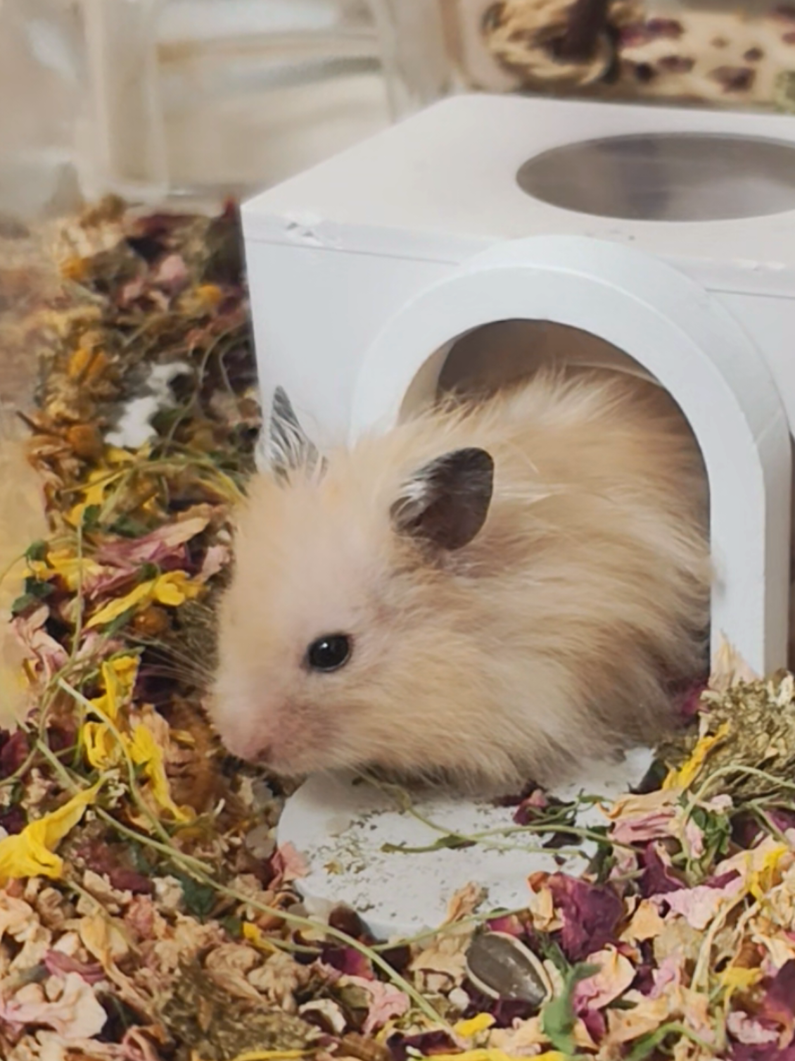 @モチキン🐹