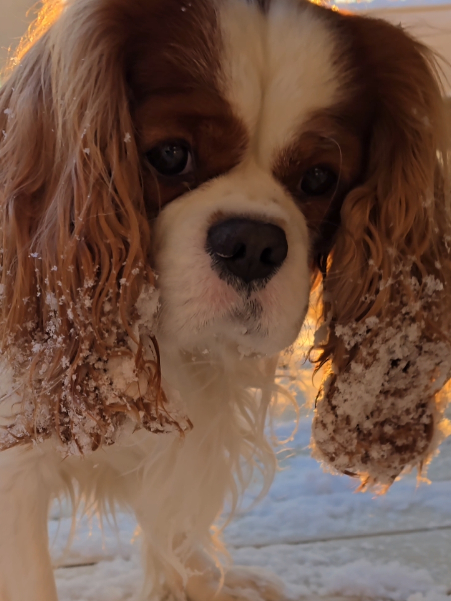 @Rocky Cavalier King Charles