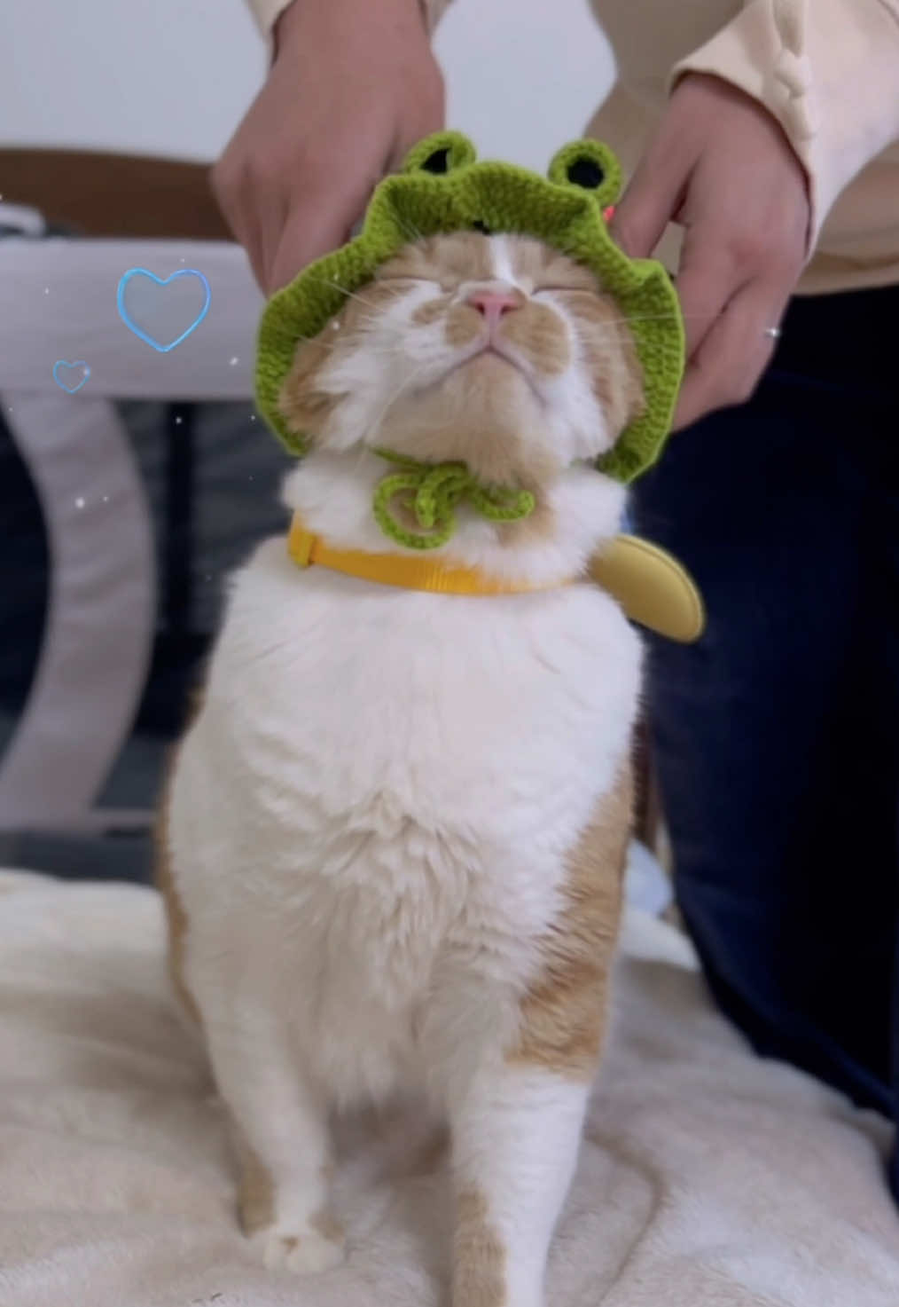 @お散歩大好きもんぶらん🐈