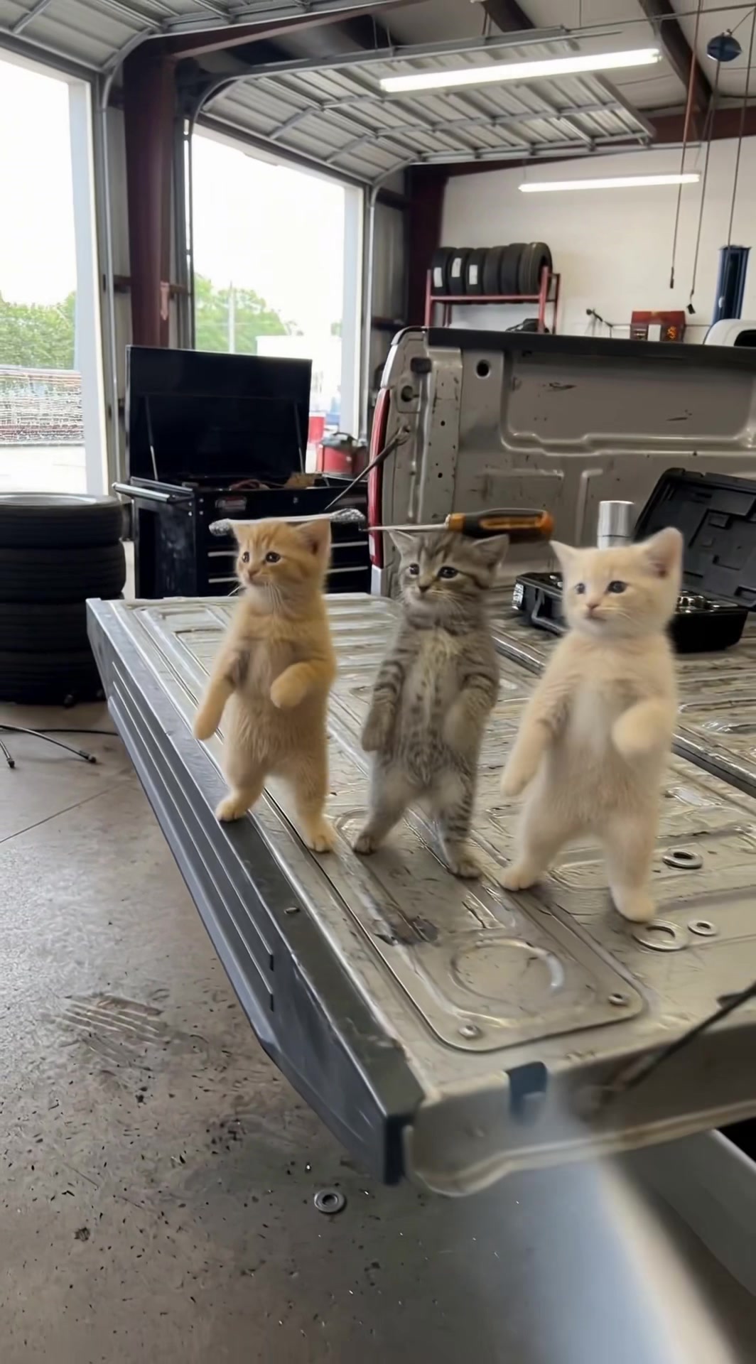 @Go ! Go! Catolution!