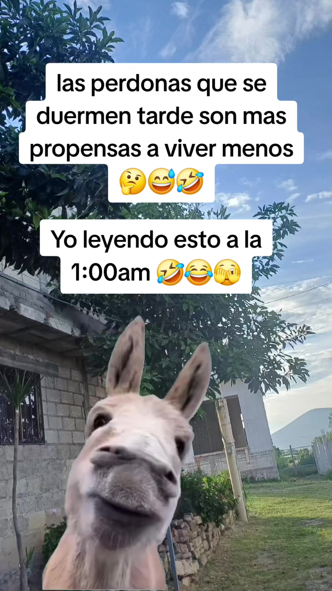 @✨️🫀la Güera🕊🍓