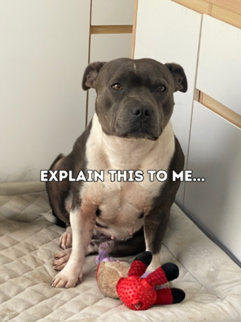 @Happy Staffy Co