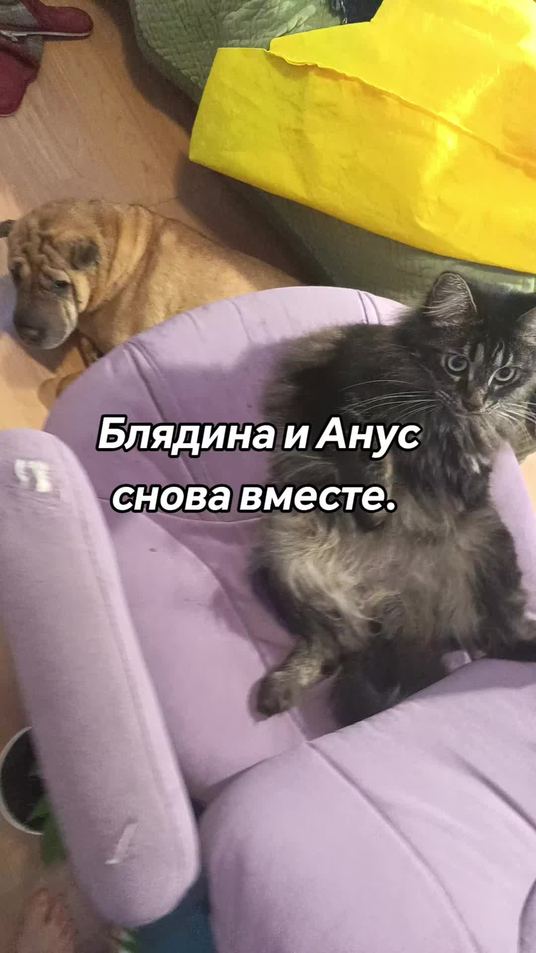 @amusleninblyadina