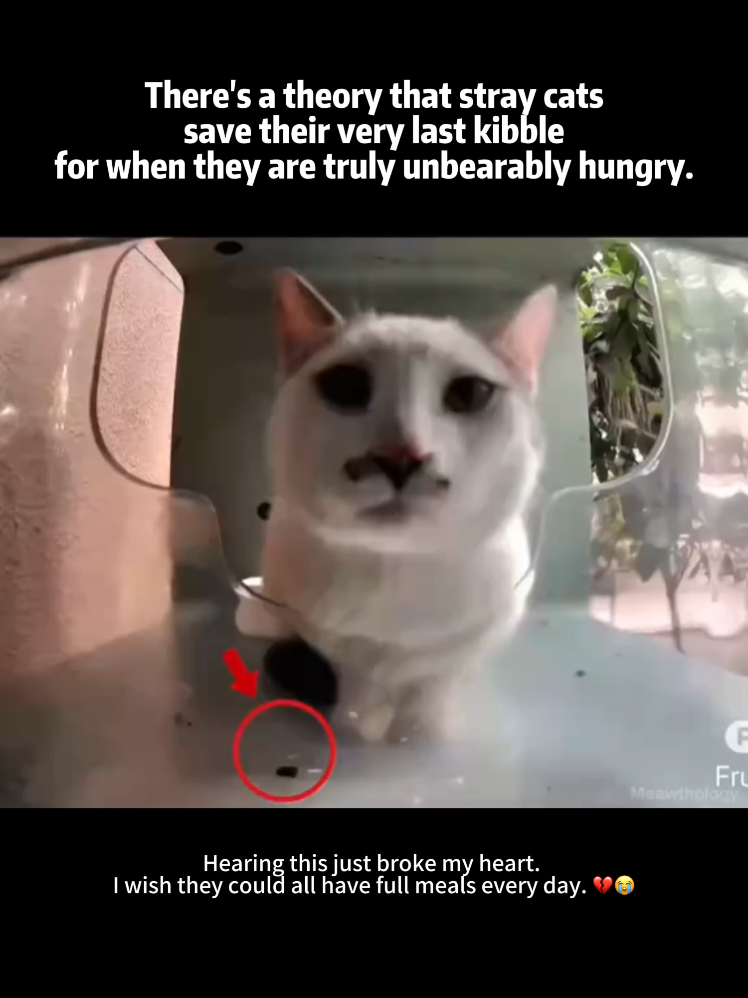 @Purrrr_eliza17