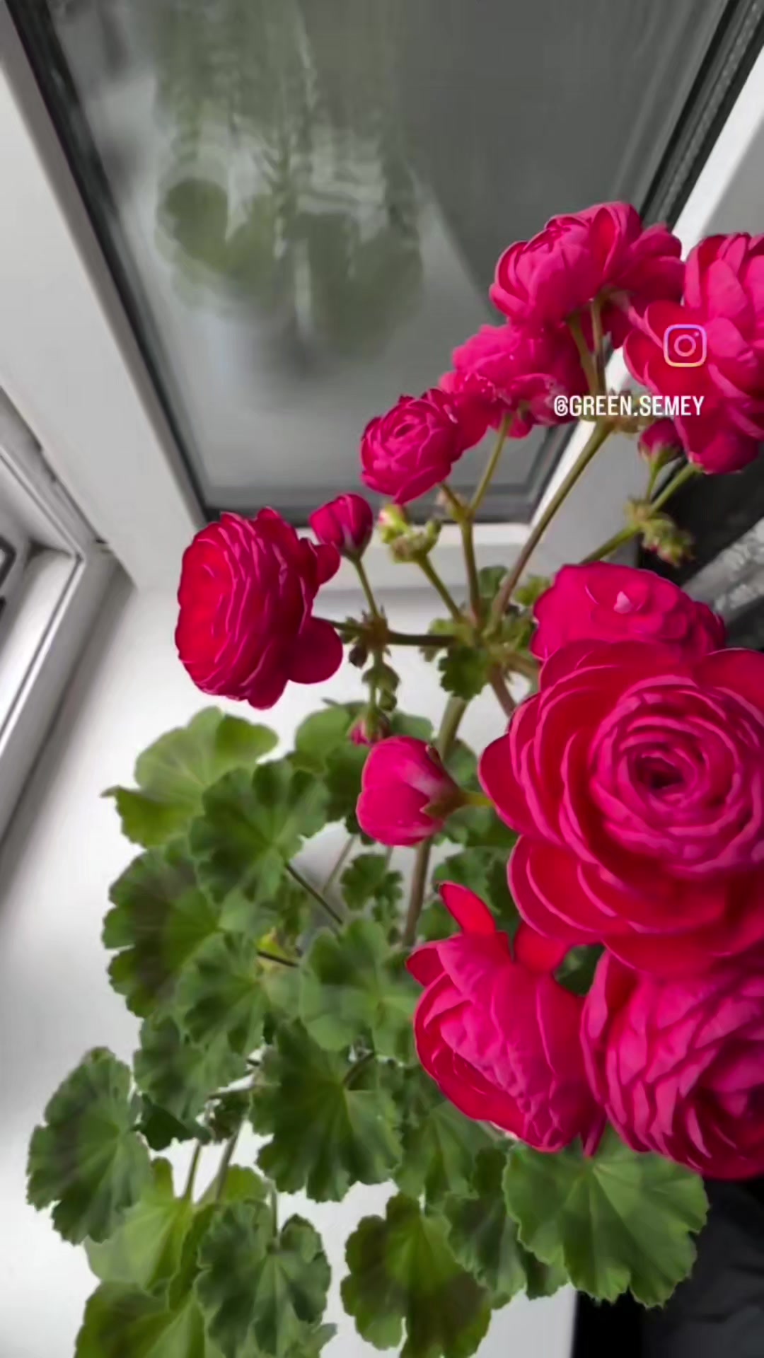 @Gül satışı🌸