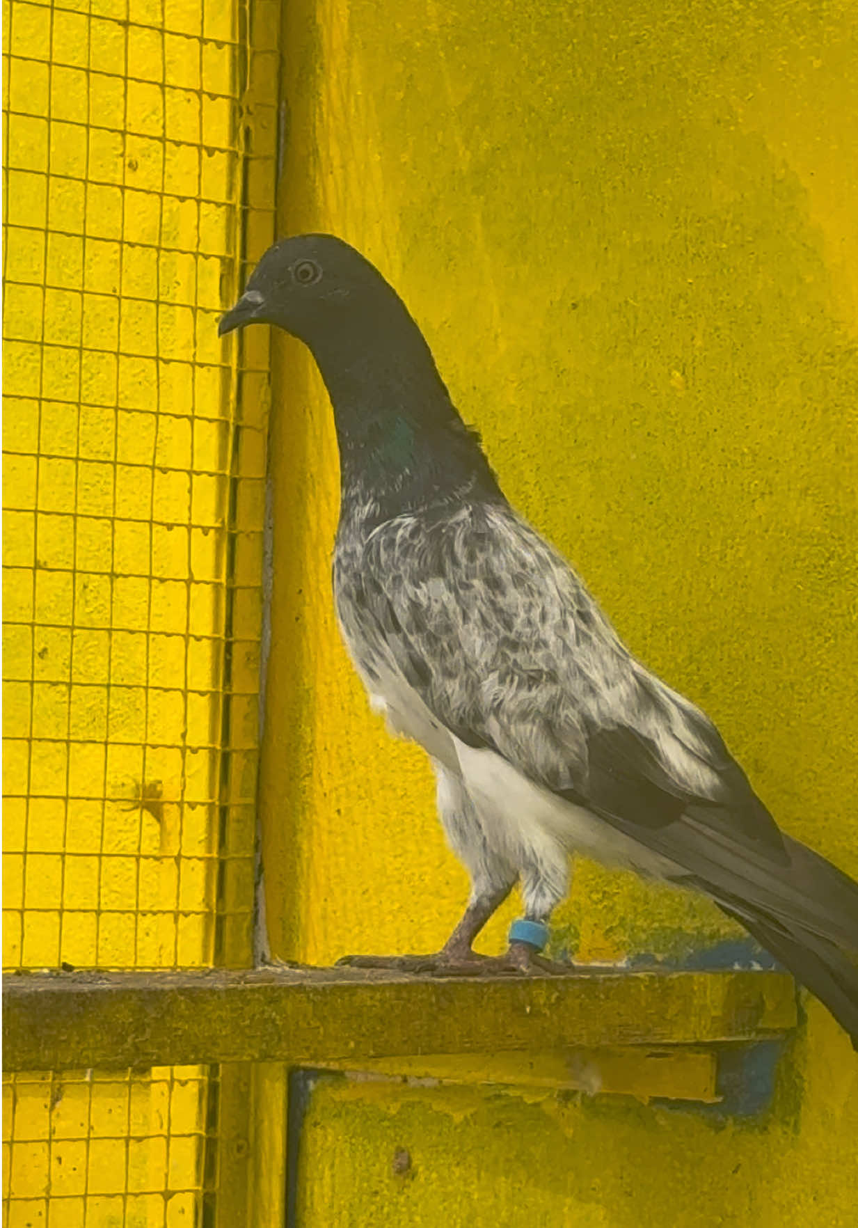 @Aero Pigeons Club