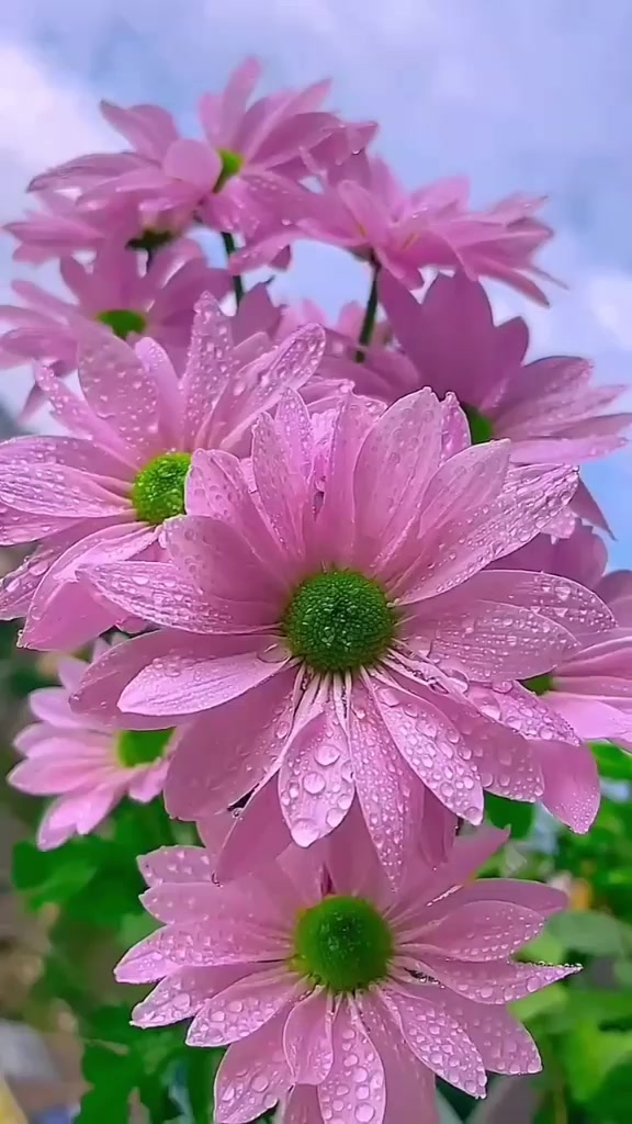 @Havvabilgin
