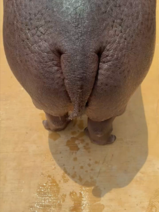@Mundo dos Animais