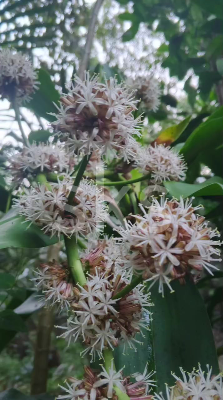@Seriaba Kibul Sangkur