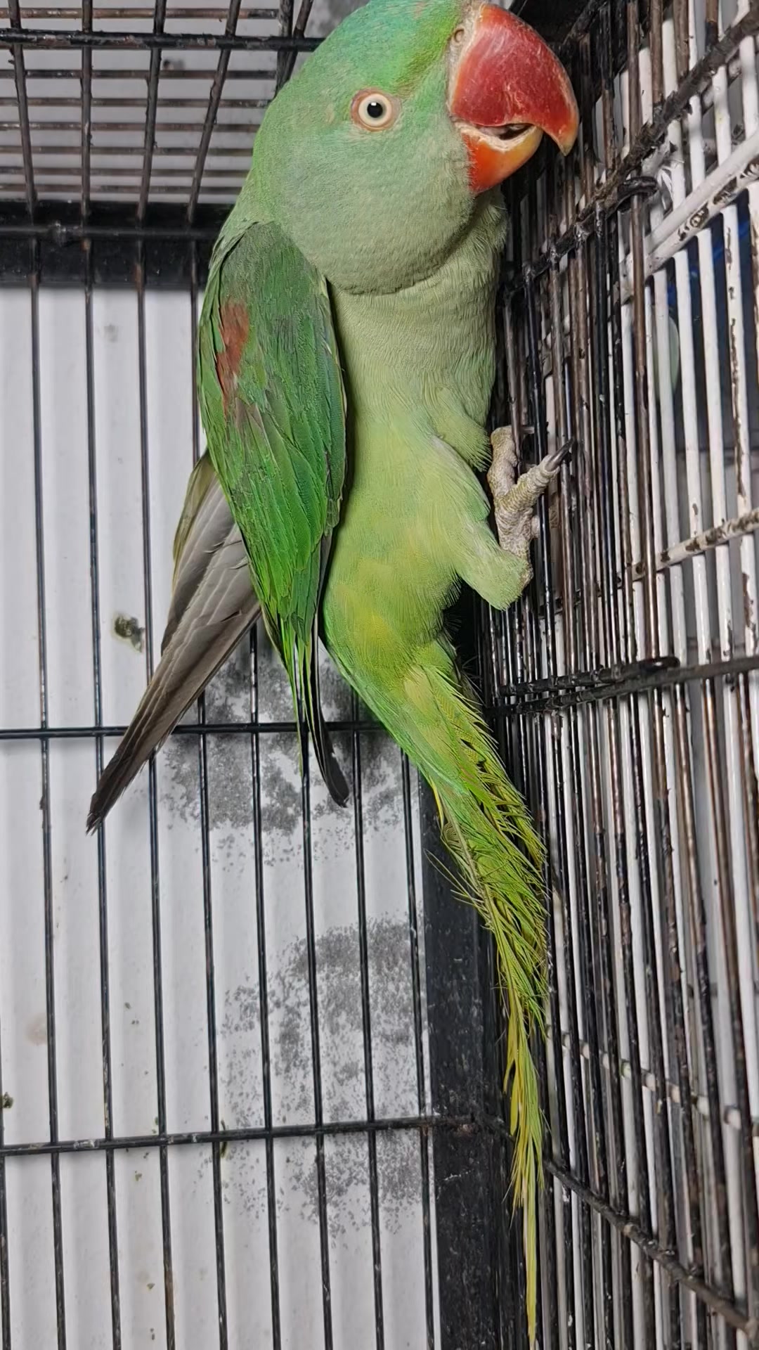 @ROYAL BIRD US