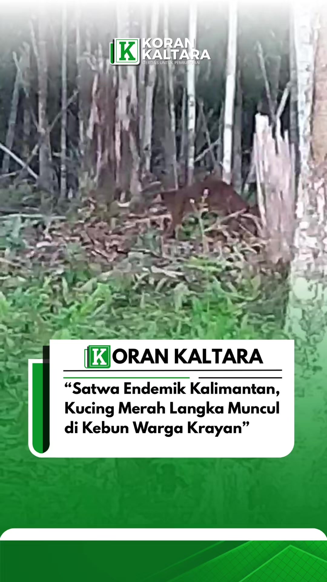 @korankaltara