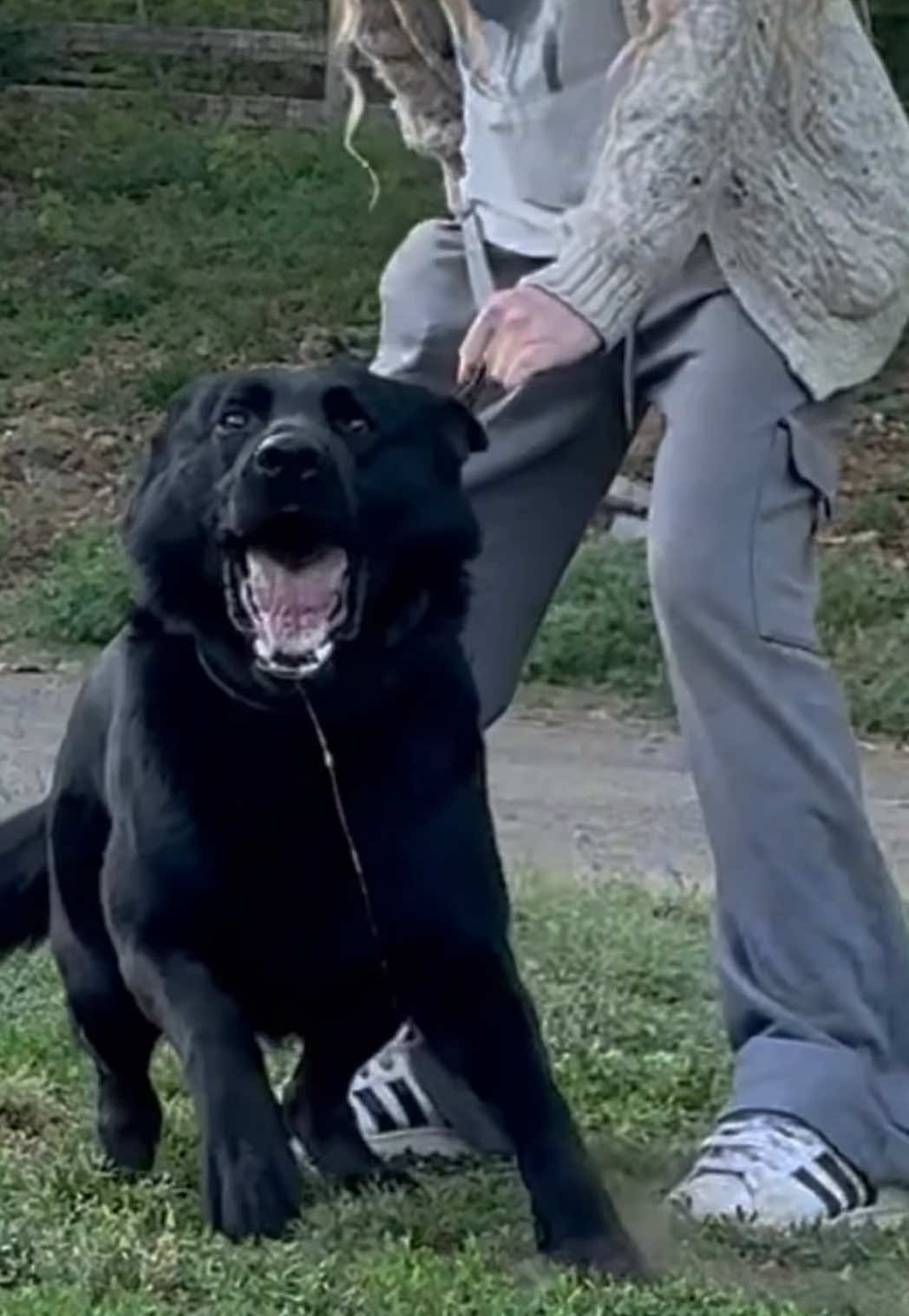 @True Guard K9 I Tara