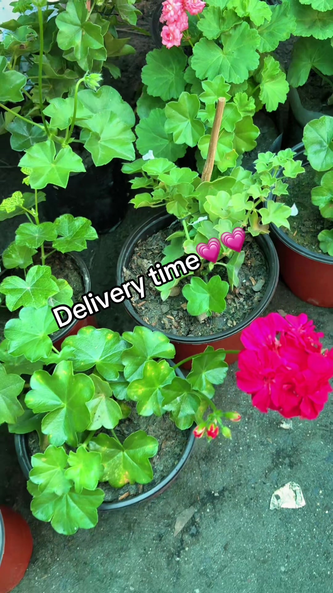 @Nirvan Nursery