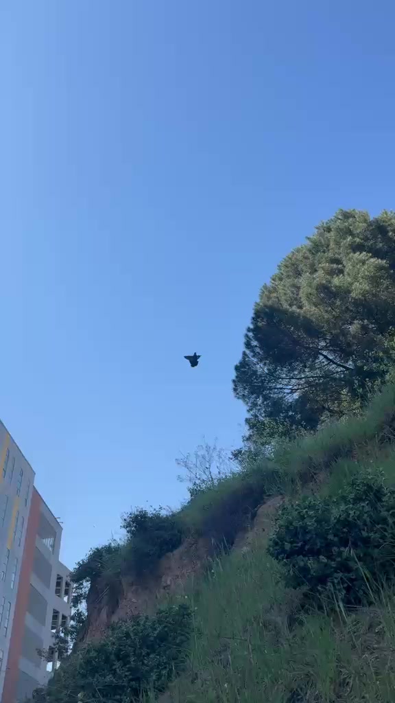 @Konyalı