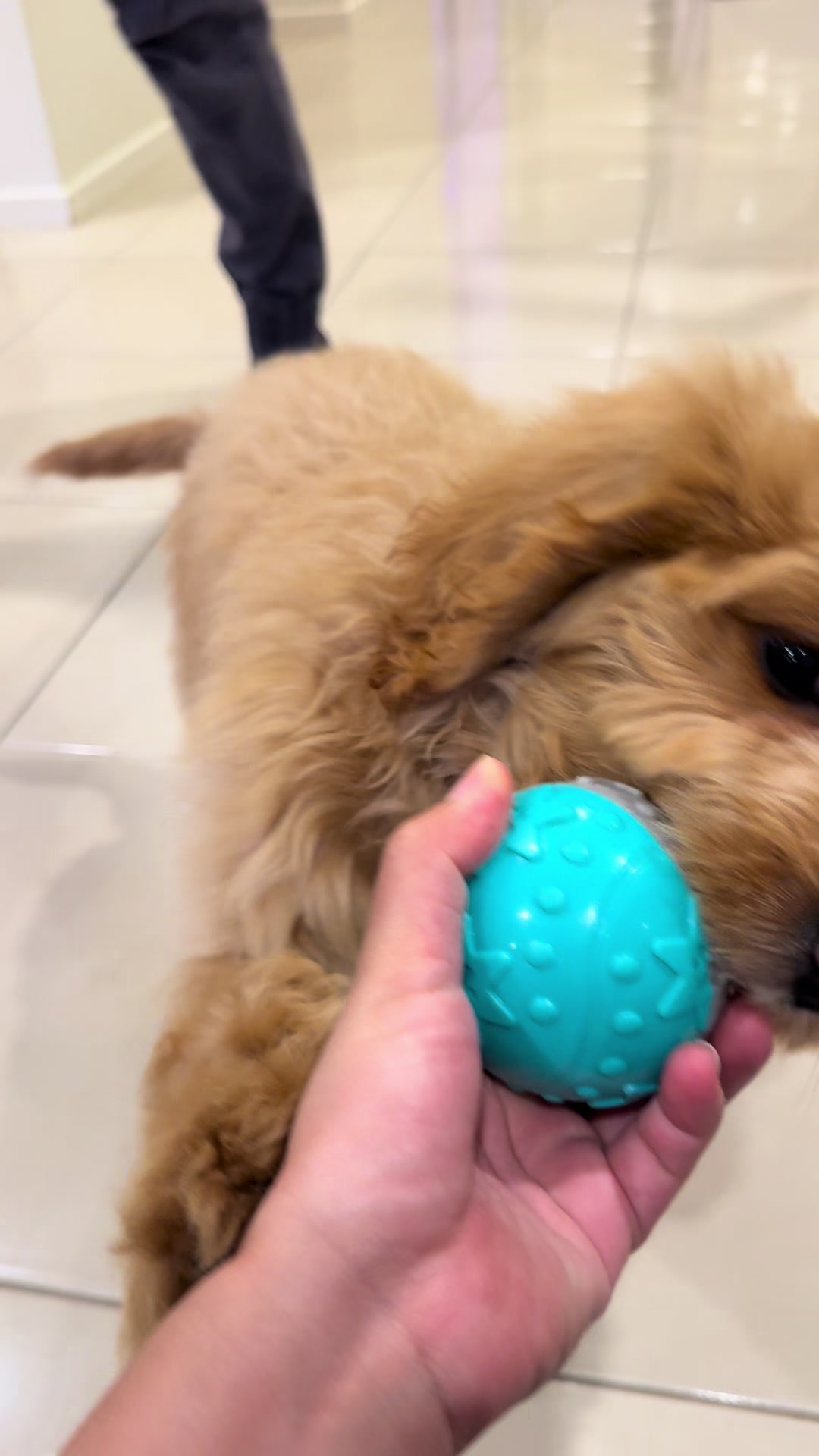 @Chocolate and Cheeto 🐶🐰