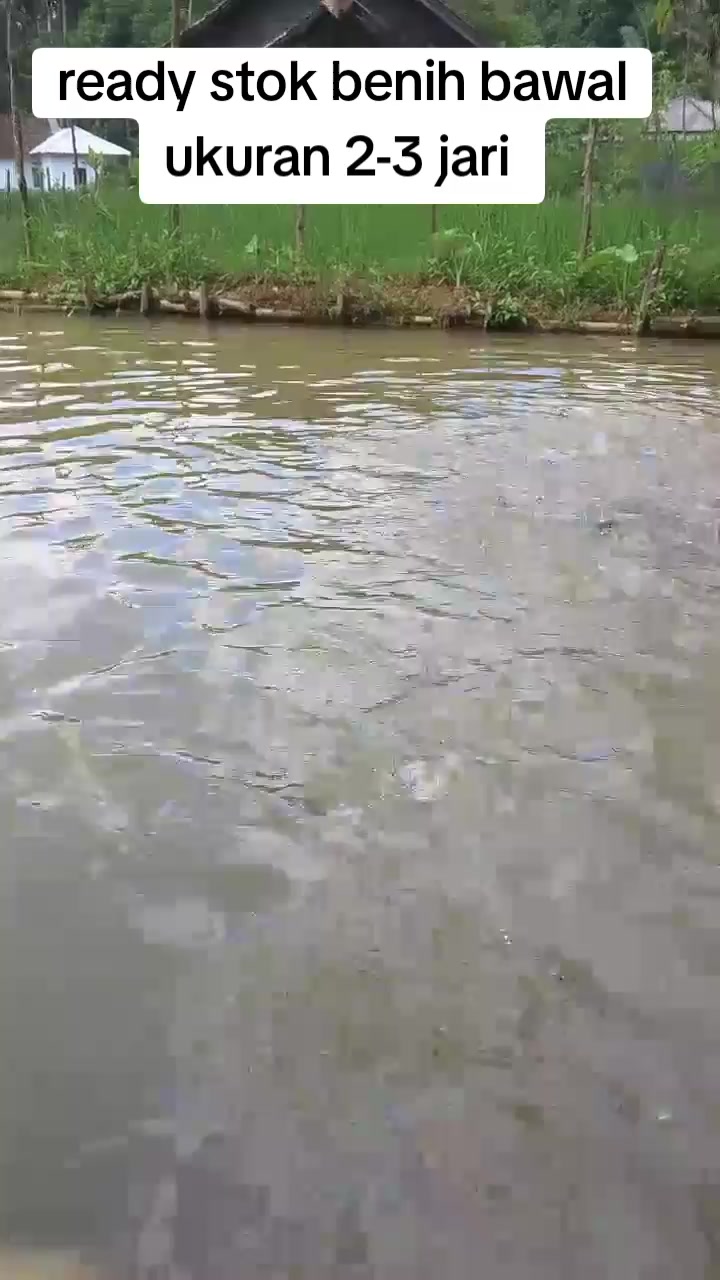 @afdhal koi farm