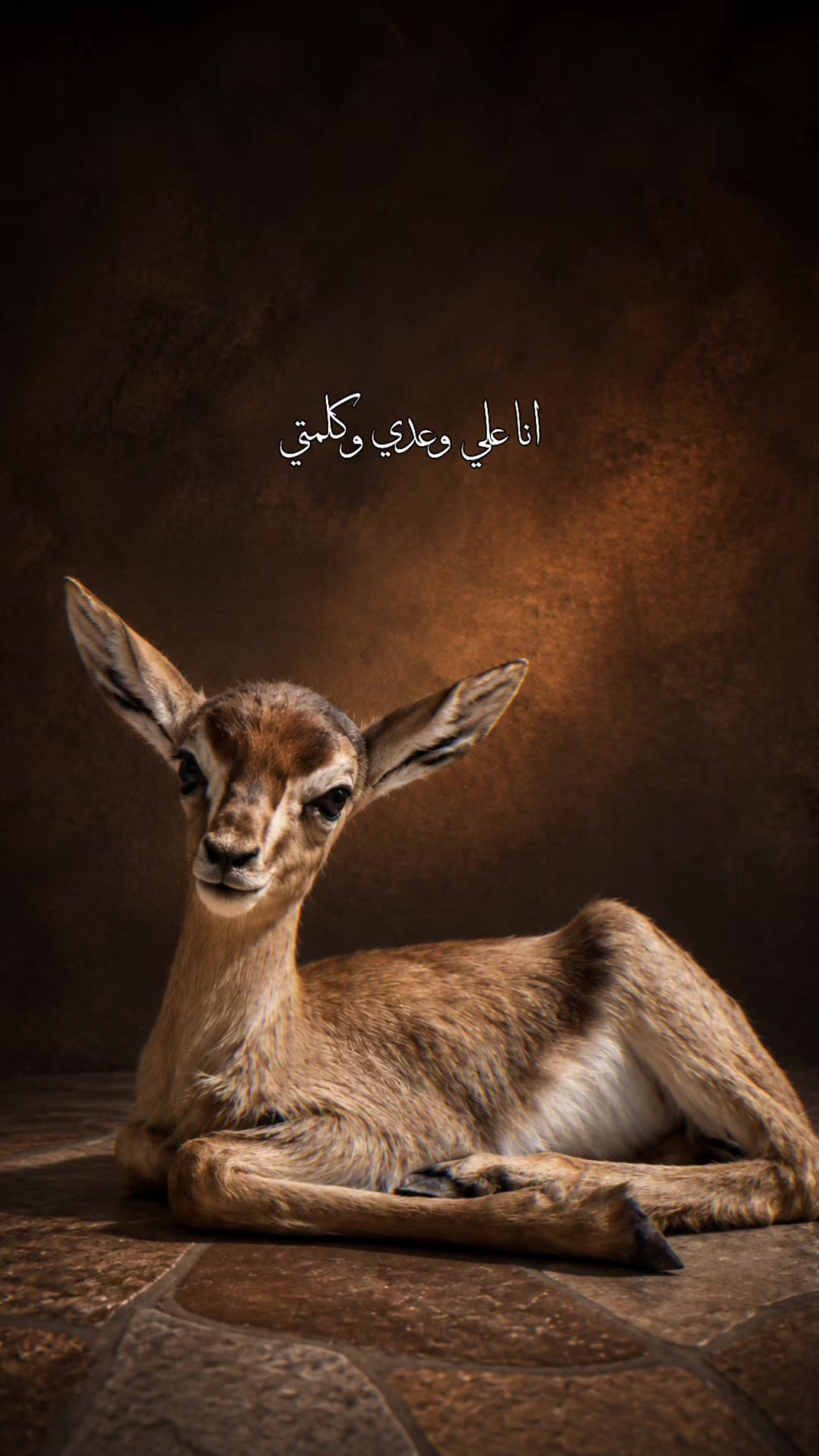 @﮼غزال🦌