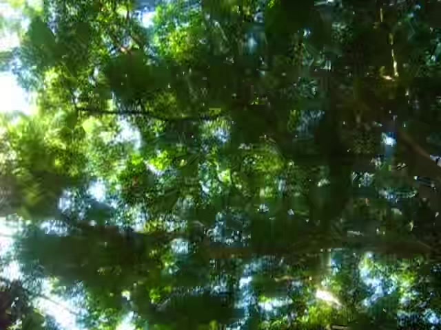 @digicamvids