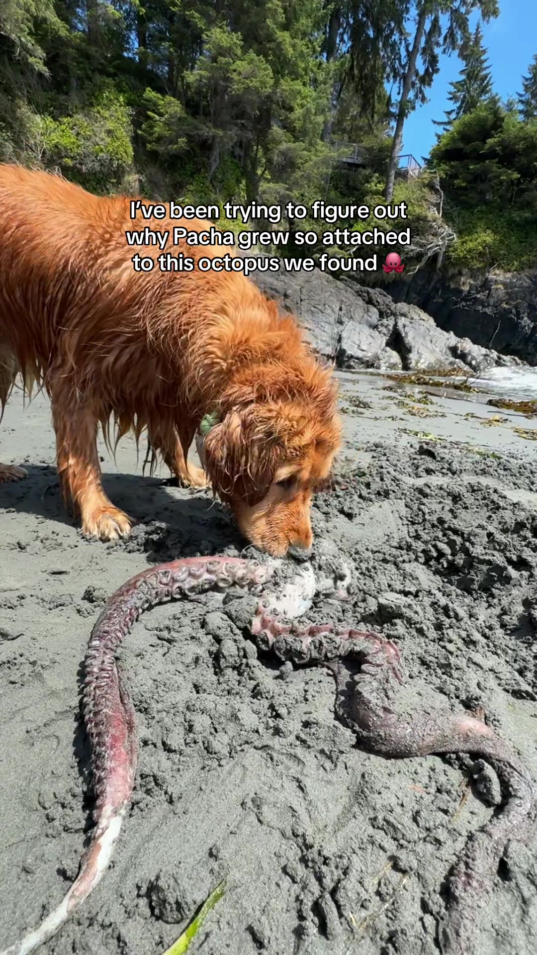 @Pacha and Bucket the Goldens