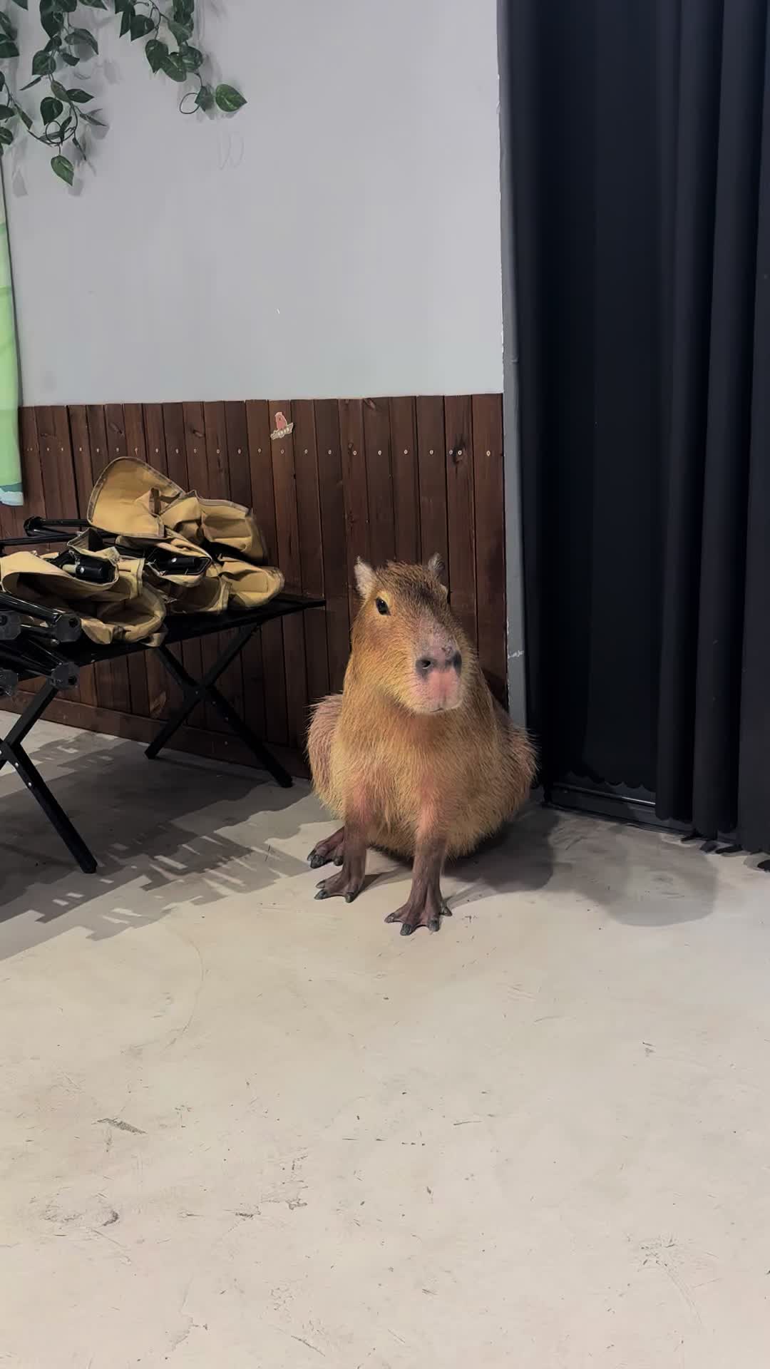 @capybara121224