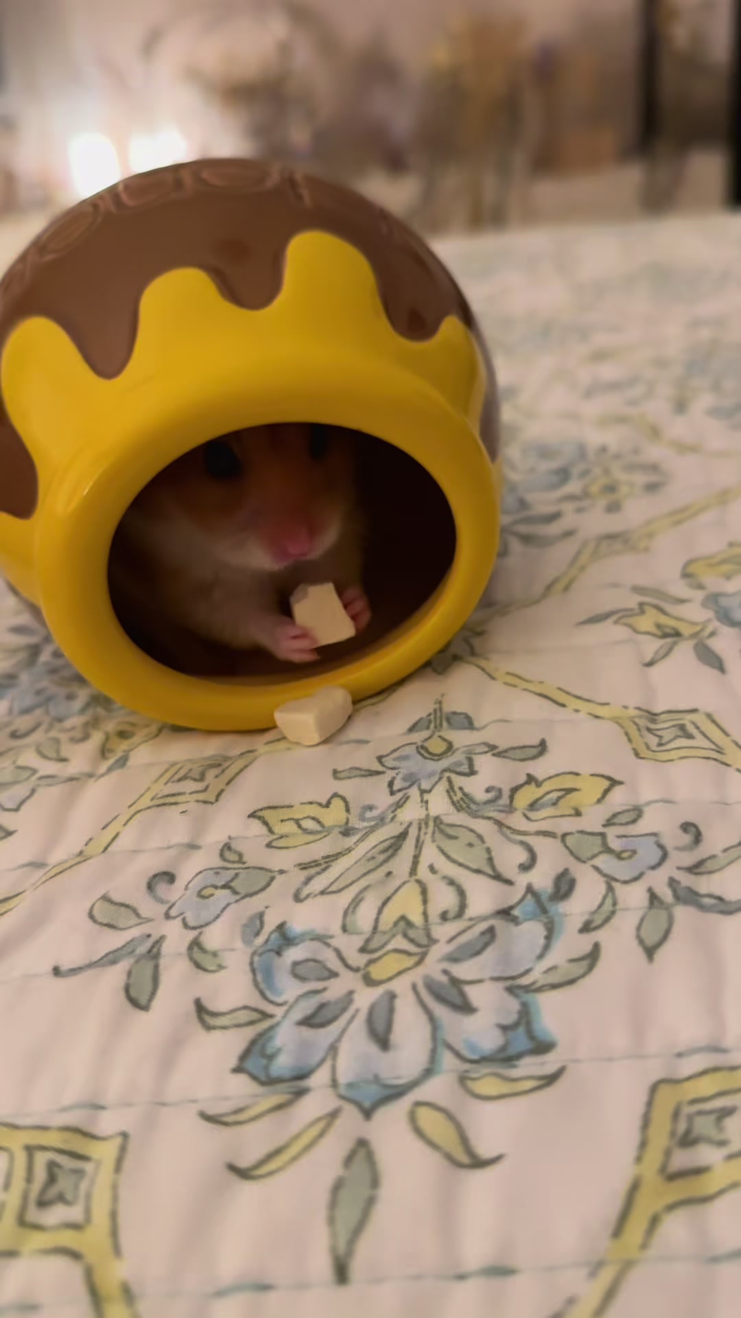 @hamsterwlw