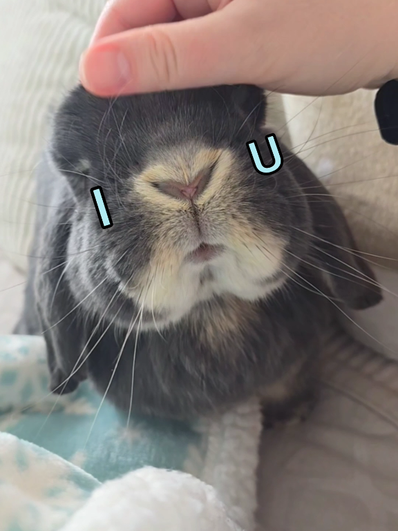 @Blueberry the Bunny