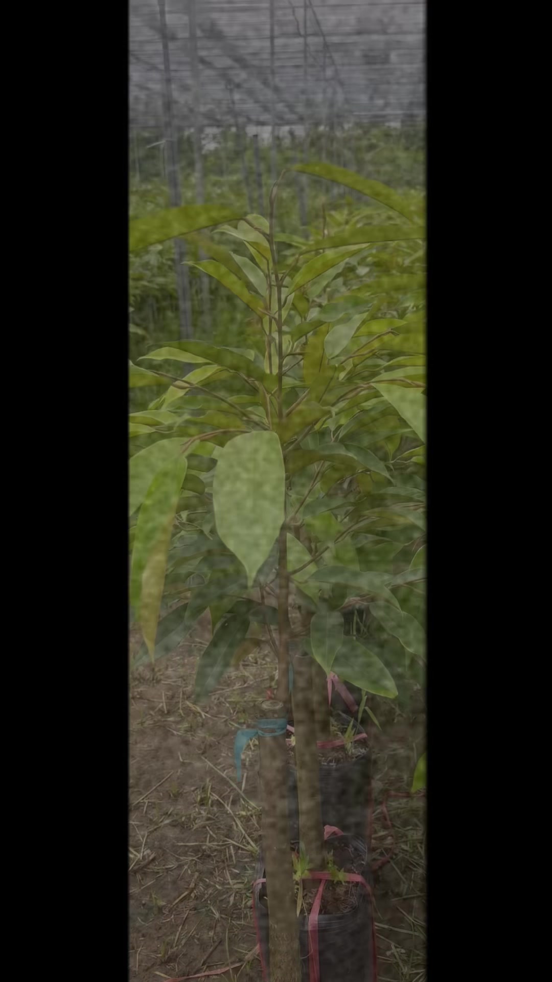 @Hùng Chương STCG Welofarm