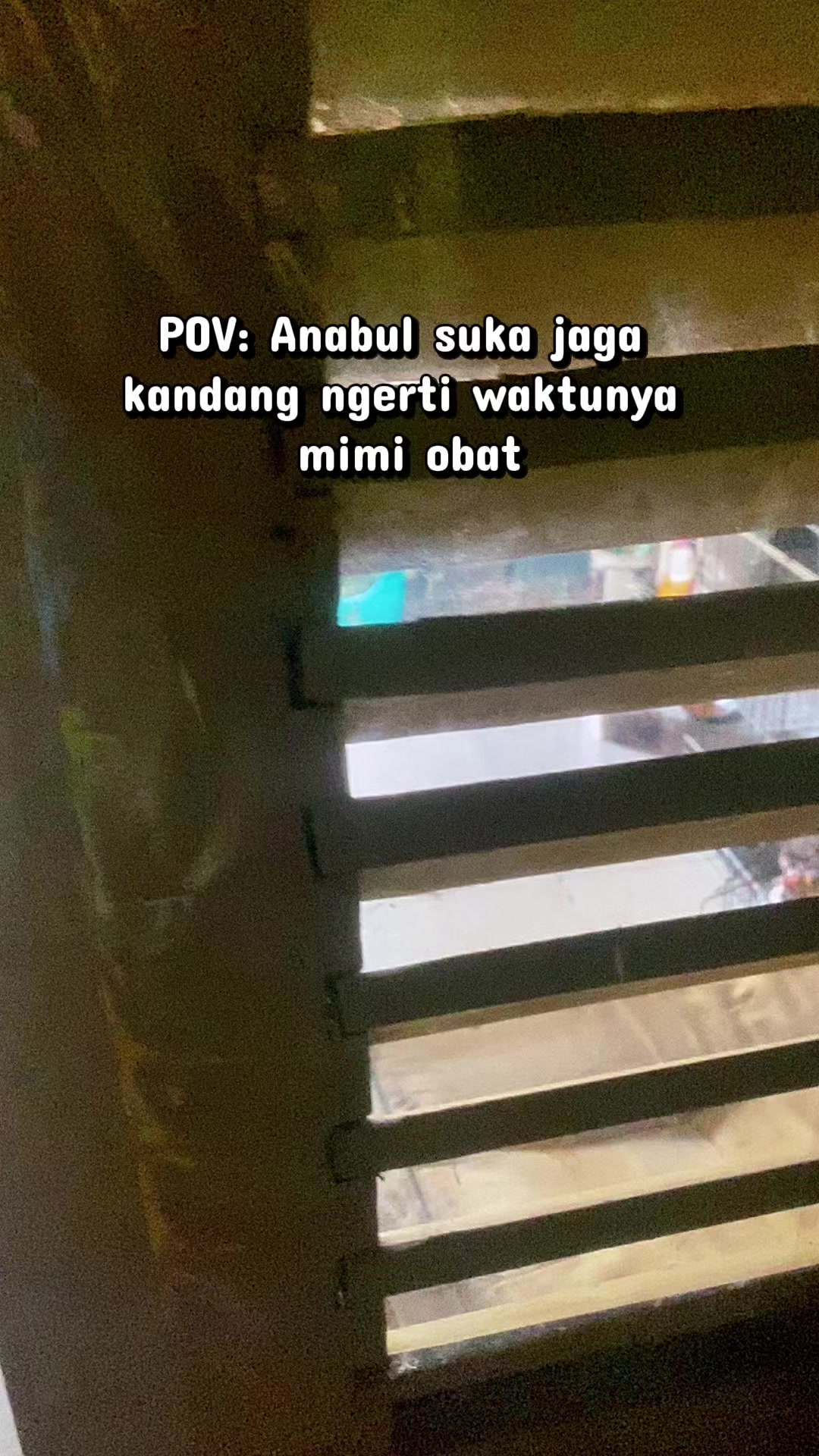 @kucingnyalingga🍉