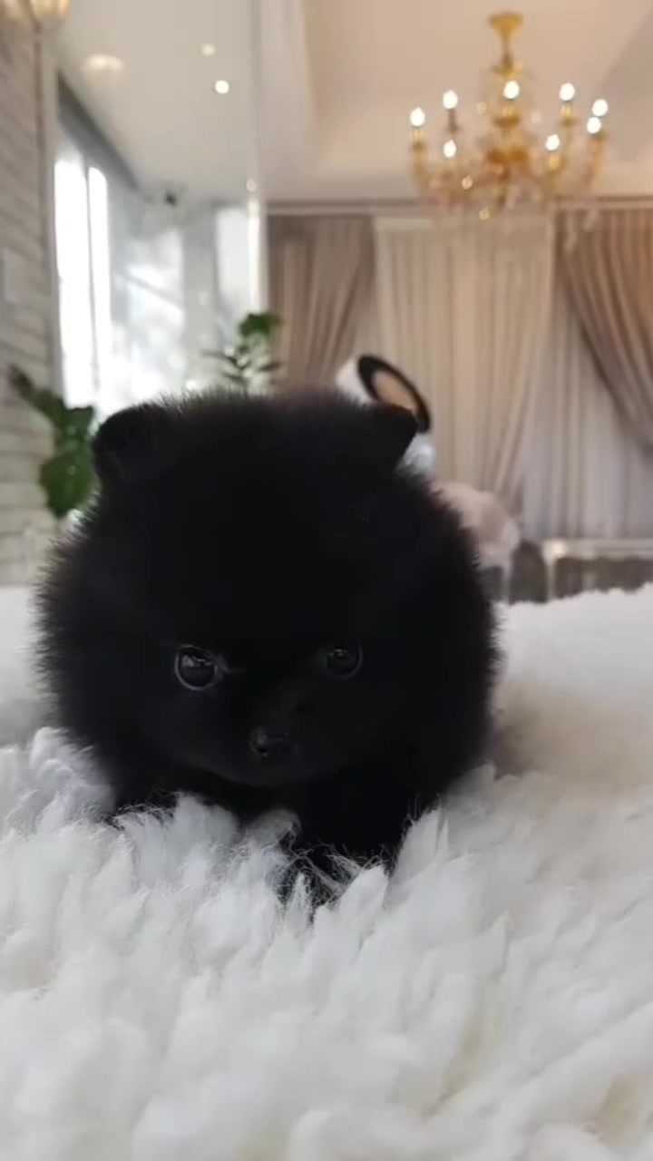 @Teacup puppies