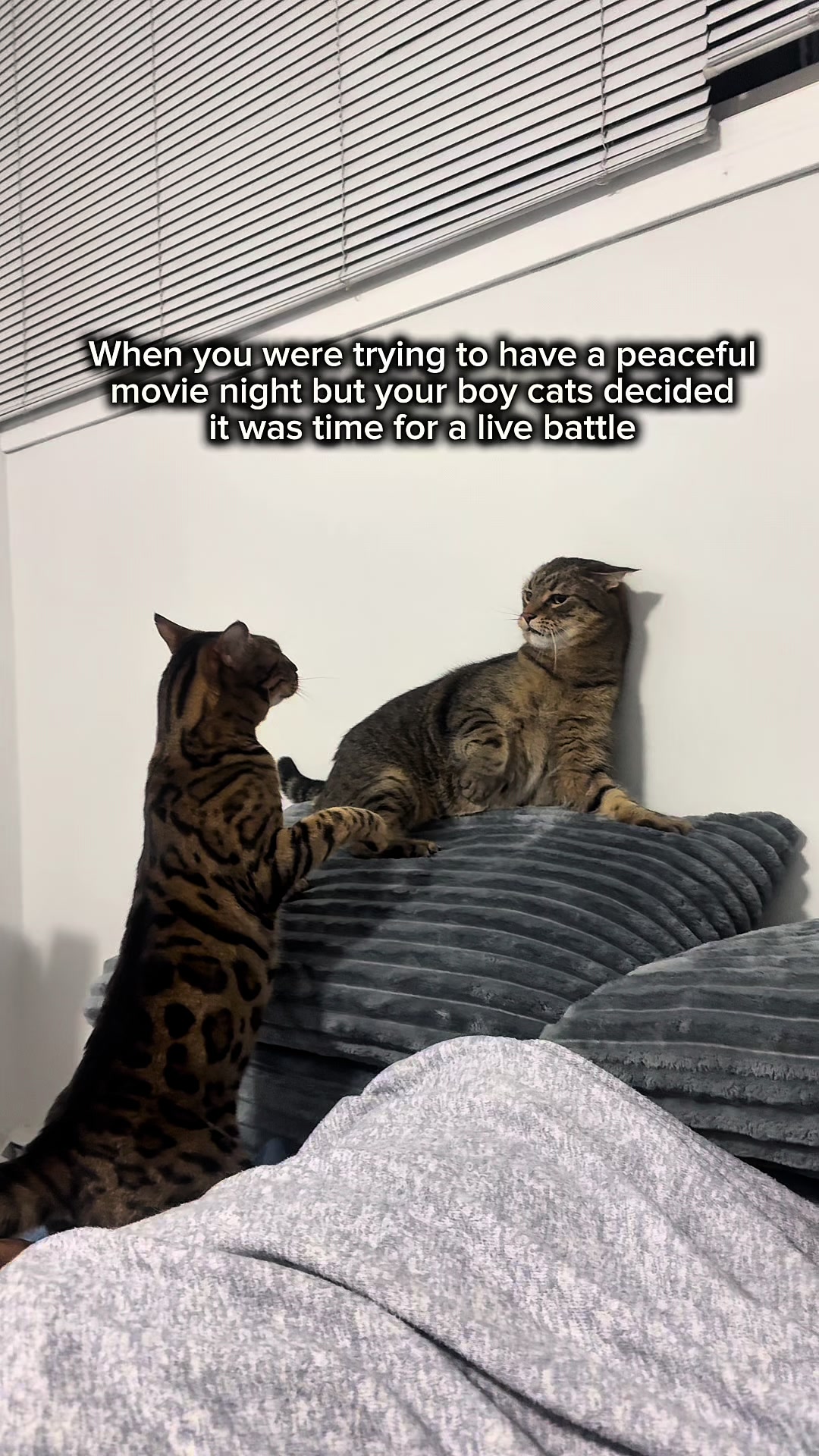 @Three Nawty Cats