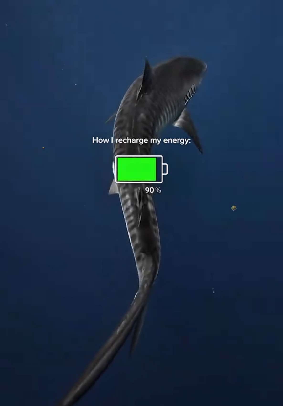 @Kendall | Shark Photographer