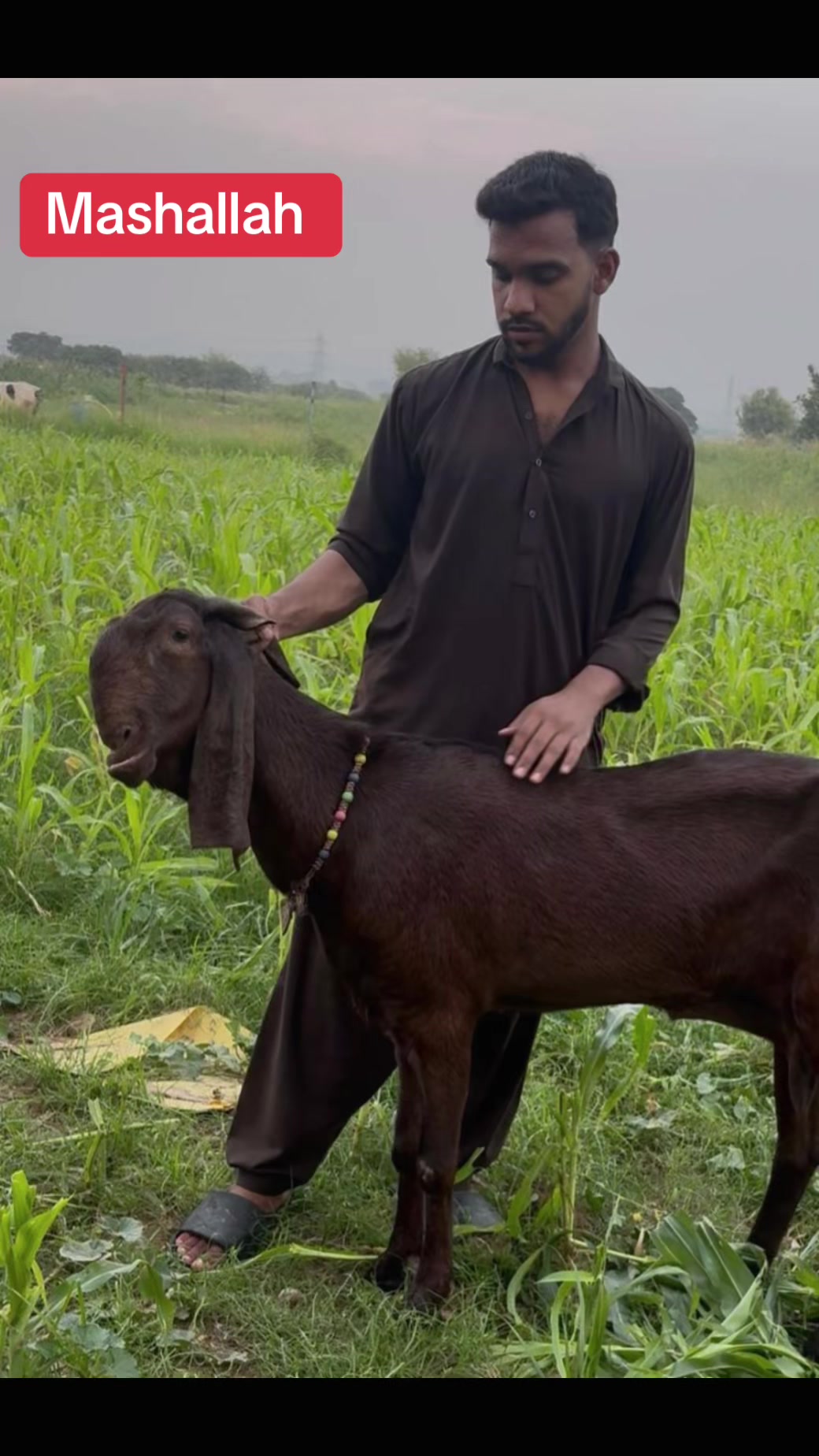@Mohra Langrial Beetal1