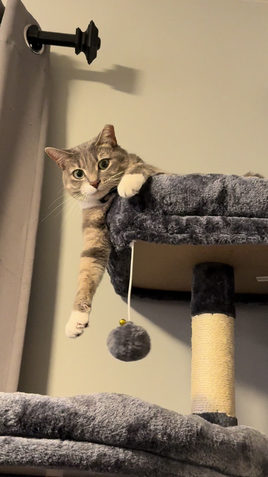@RoxySnowballCatDrama