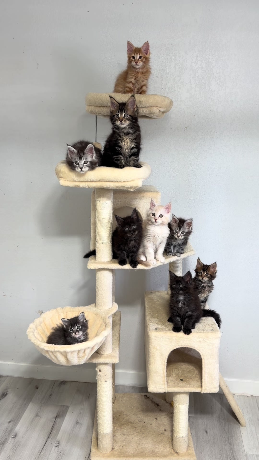 @Maine coon kittens