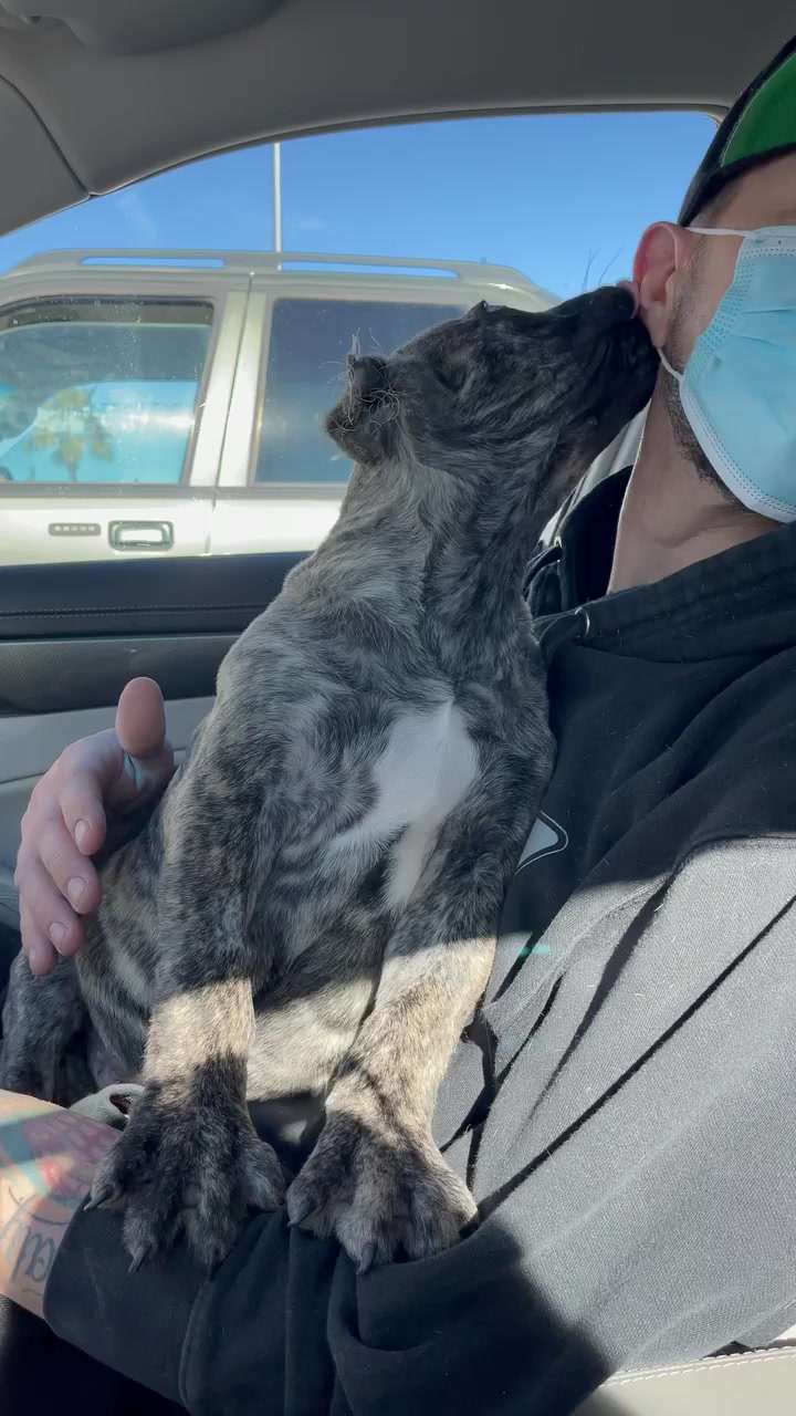 @Heart Land Cane Corso kennels