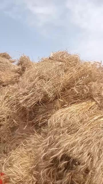 @MOHMMAD MANSHA پنڈ دادنخان