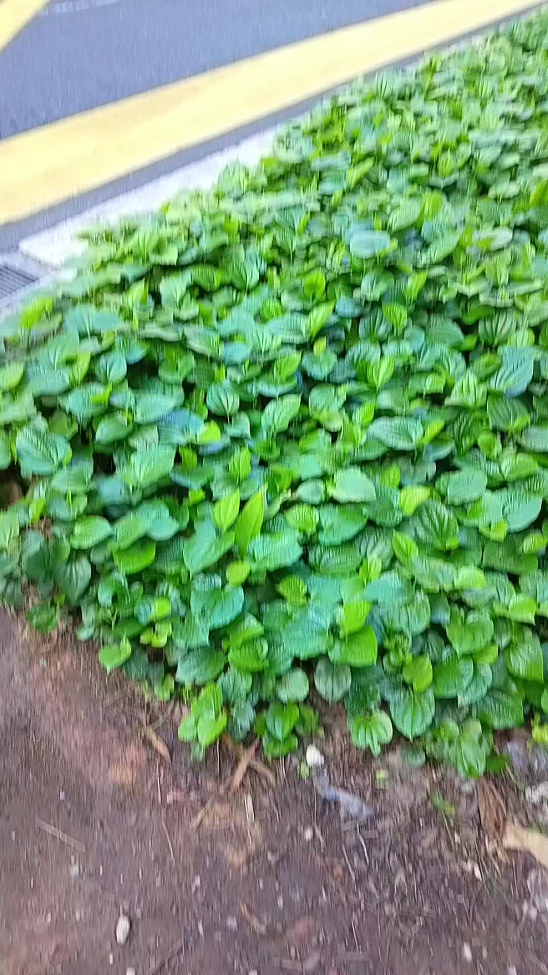 @نور الرزقي