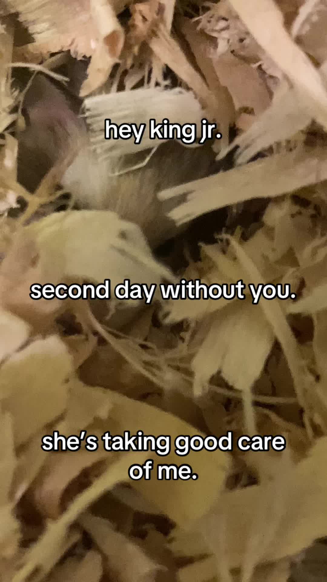 @Inhonorofkingjr