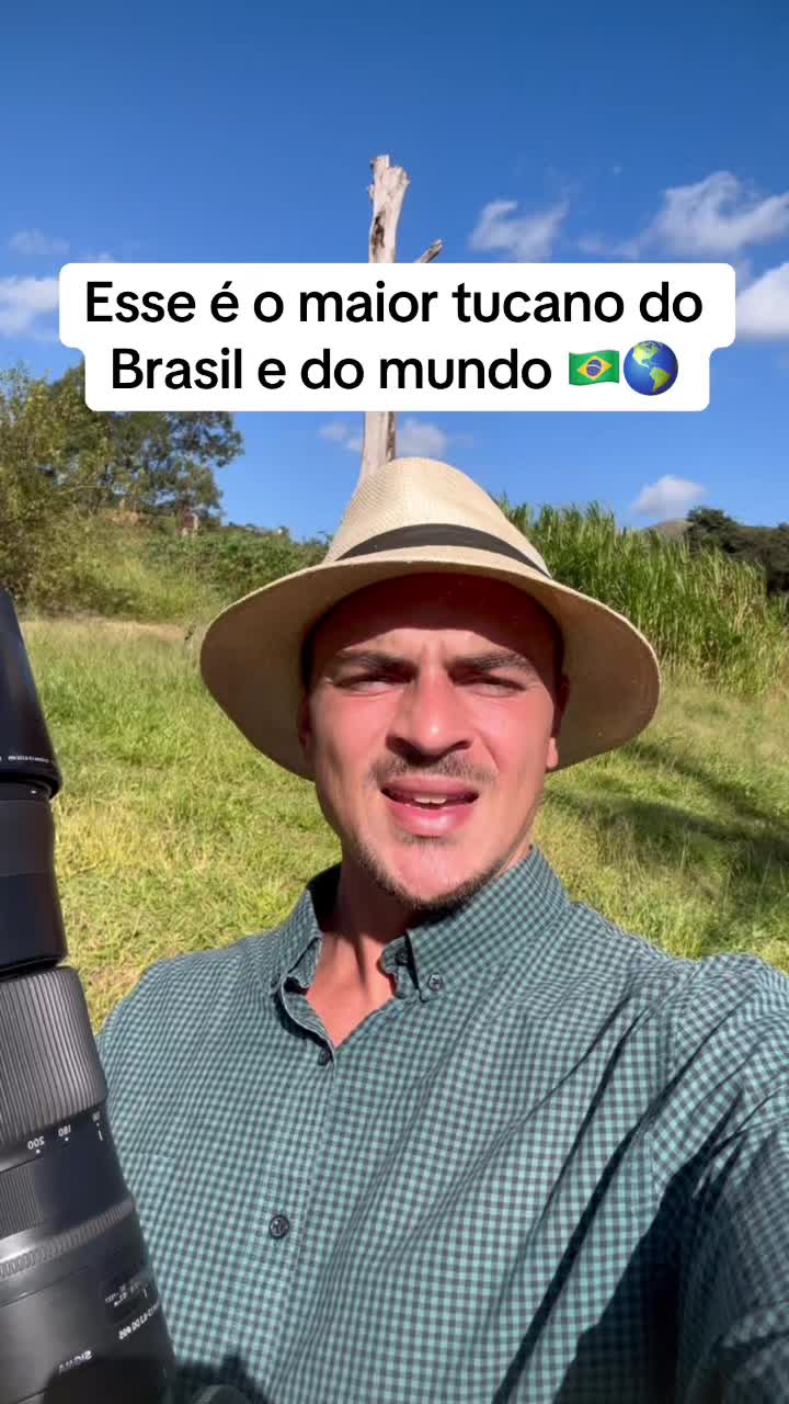 @Vinícius Köhn Pássaros