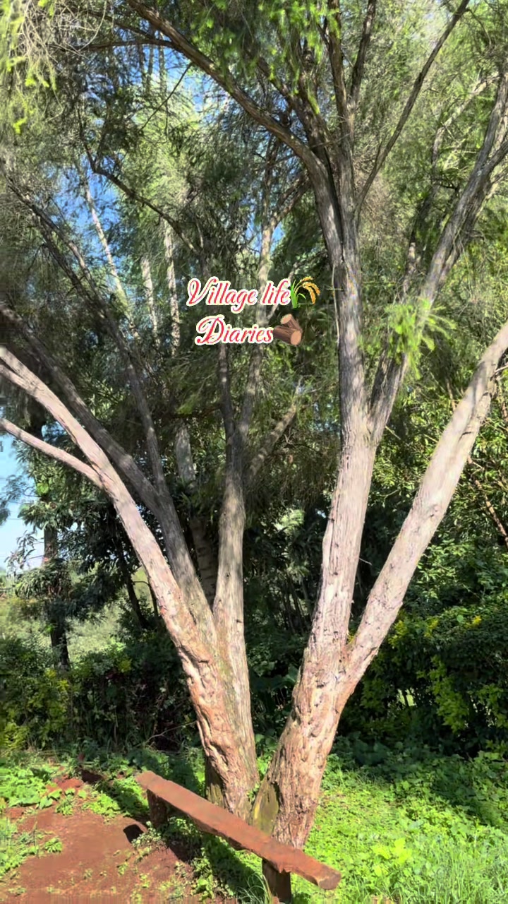 @Florida Diaries