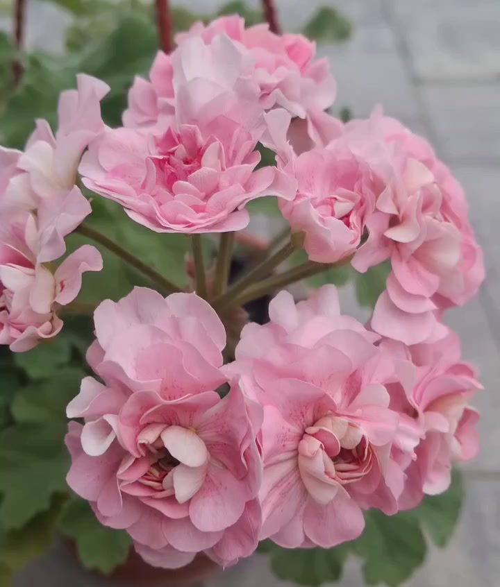 @💧Çiçek dostu 🇹🇷💧